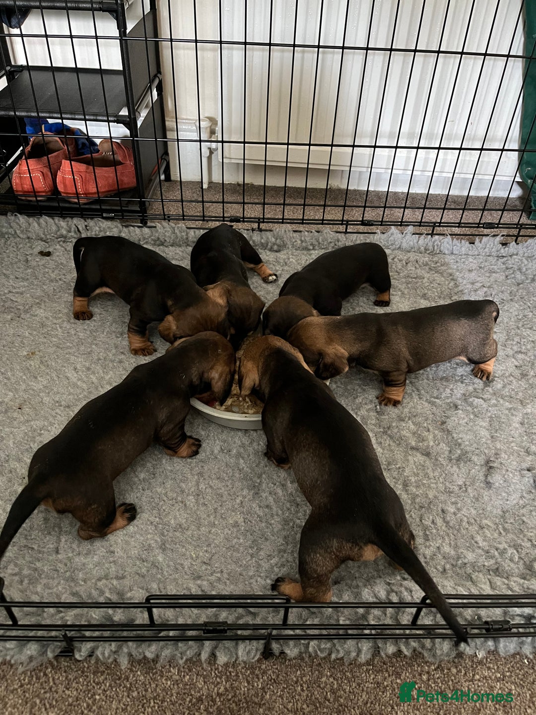 Dachshund dogs for sale: Teckels puppies - Image 2