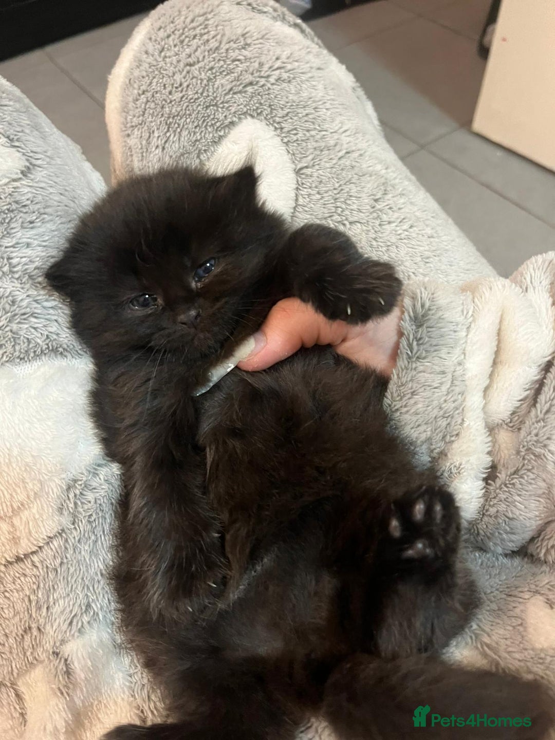 Mixed Breed cats for sale: Ginger Male ONE LEFT - Image 5