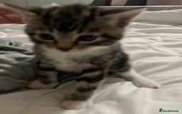 Siamese cats for sale: Adorable Siamese cross kittens  - Image 5