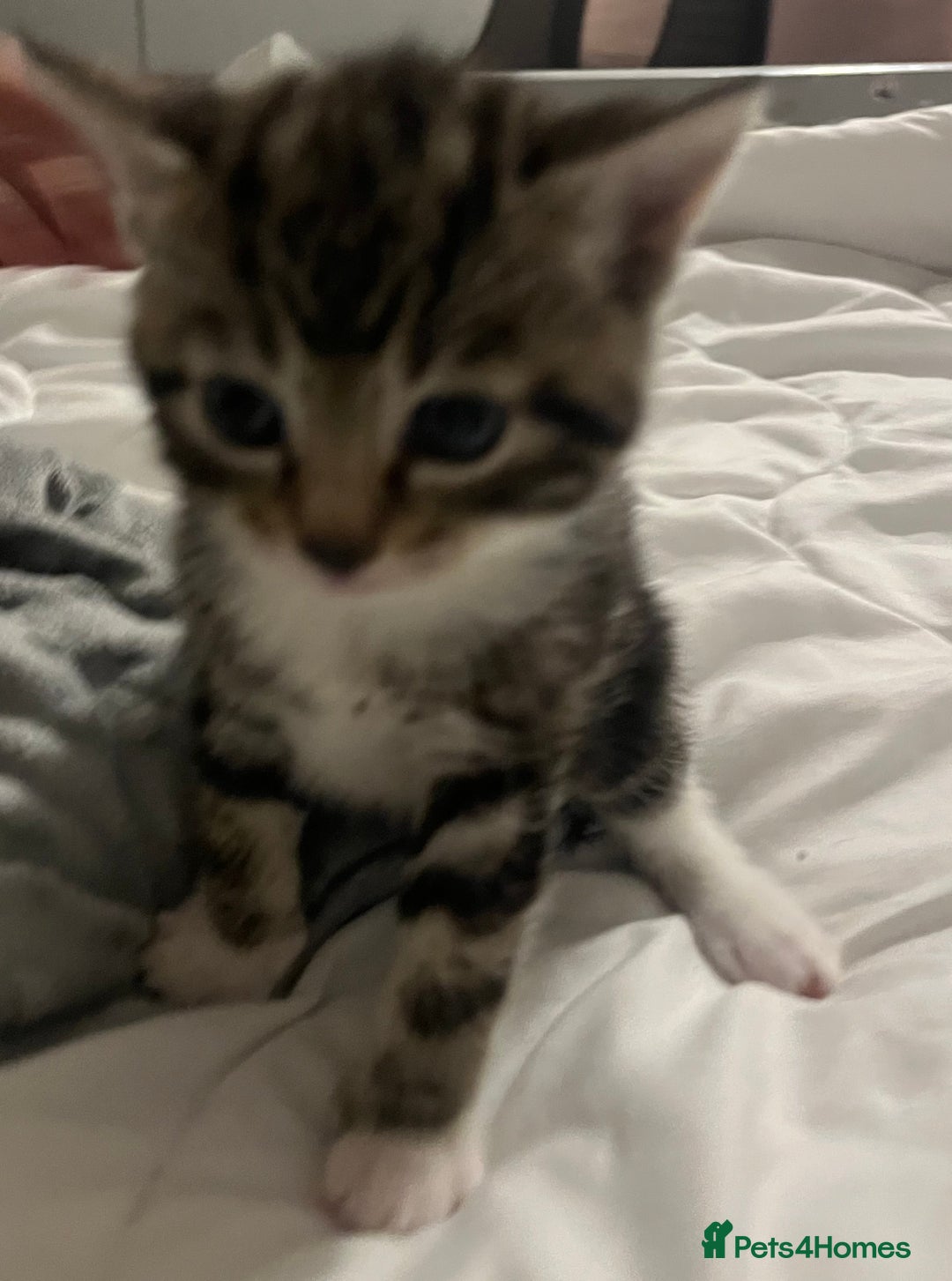 Siamese cats for sale: Adorable Siamese cross kittens  - Image 5