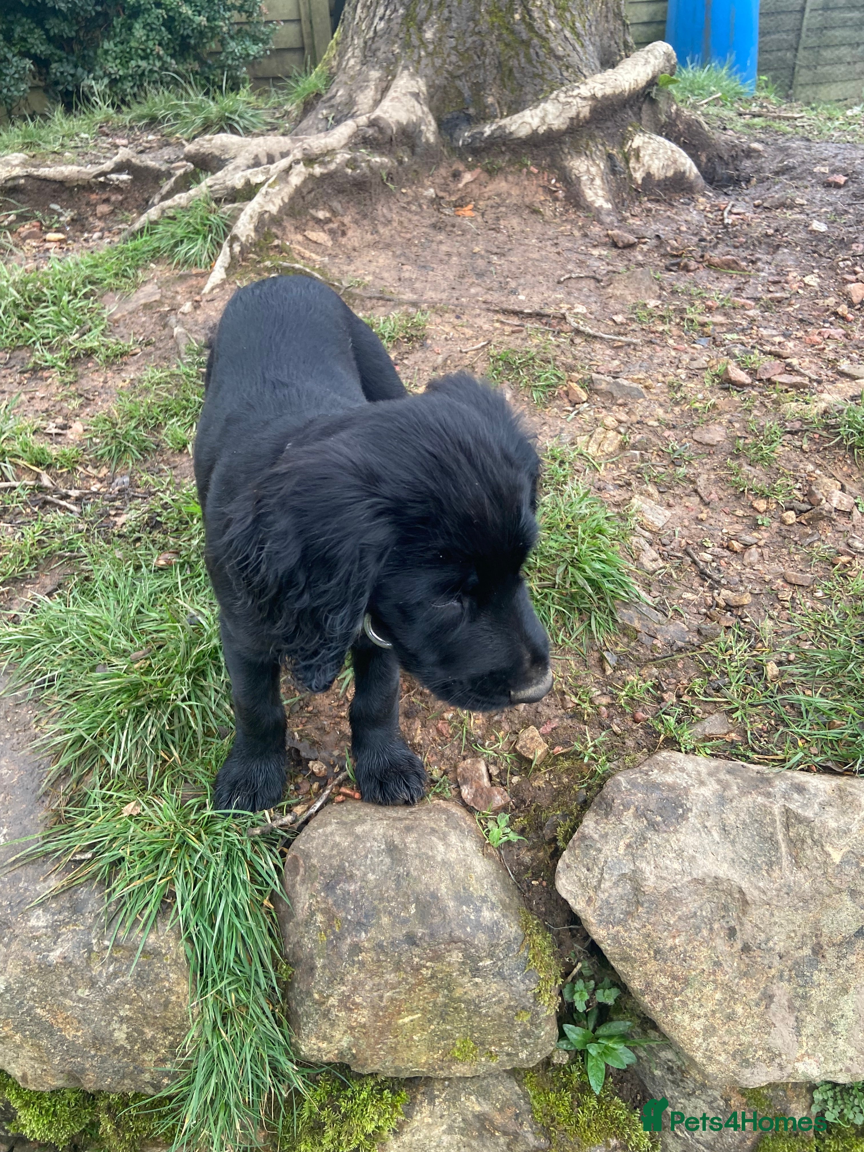Cocker Spaniel dogs 1 boy ready to leave working cocker spaniels pups  - Advert 1