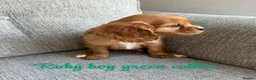 Cavalier King Charles Spaniel dogs for sale: Cavalier King Charles puppies  - Advert 8