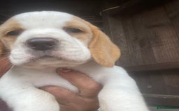 Beagle dogs for sale: Beautiful beagle boys kc reg ready 19 sept  - Image 36