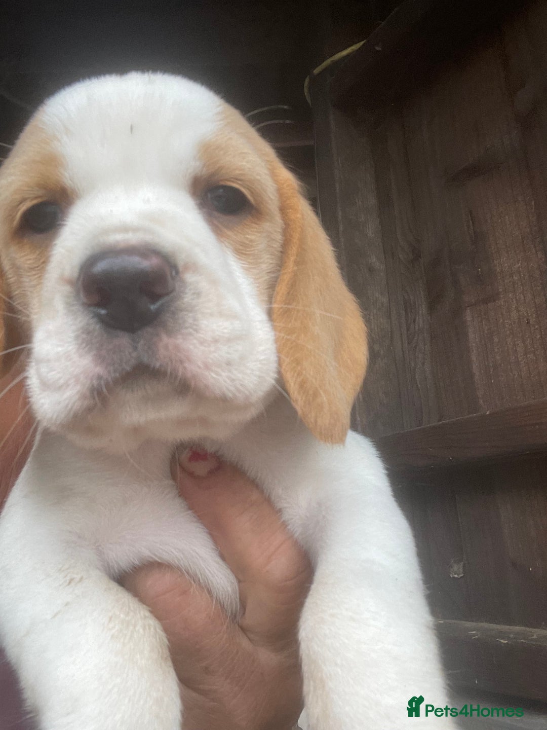 Beagle dogs for sale: Beautiful beagle boys kc reg ready 19 sept  - Image 36