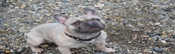 French Bulldog dogs for stud: Pedigree French Bulldog - for stud - Advert 8