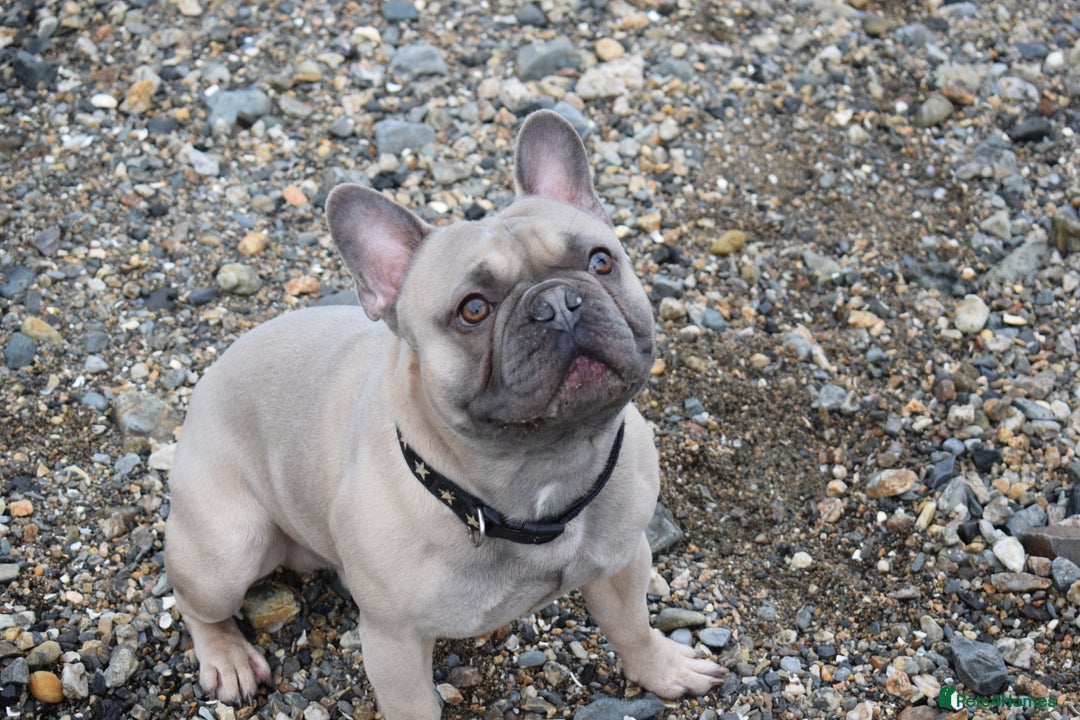 French Bulldog dogs for stud: Pedigree French Bulldog - for stud - Advert 8