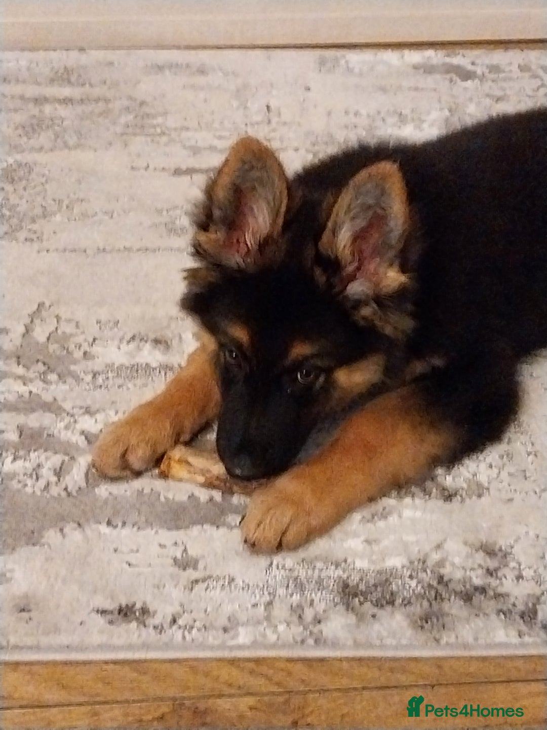 German Shepherd dogs for sale: 6 months old german shepherd  - Advert 5