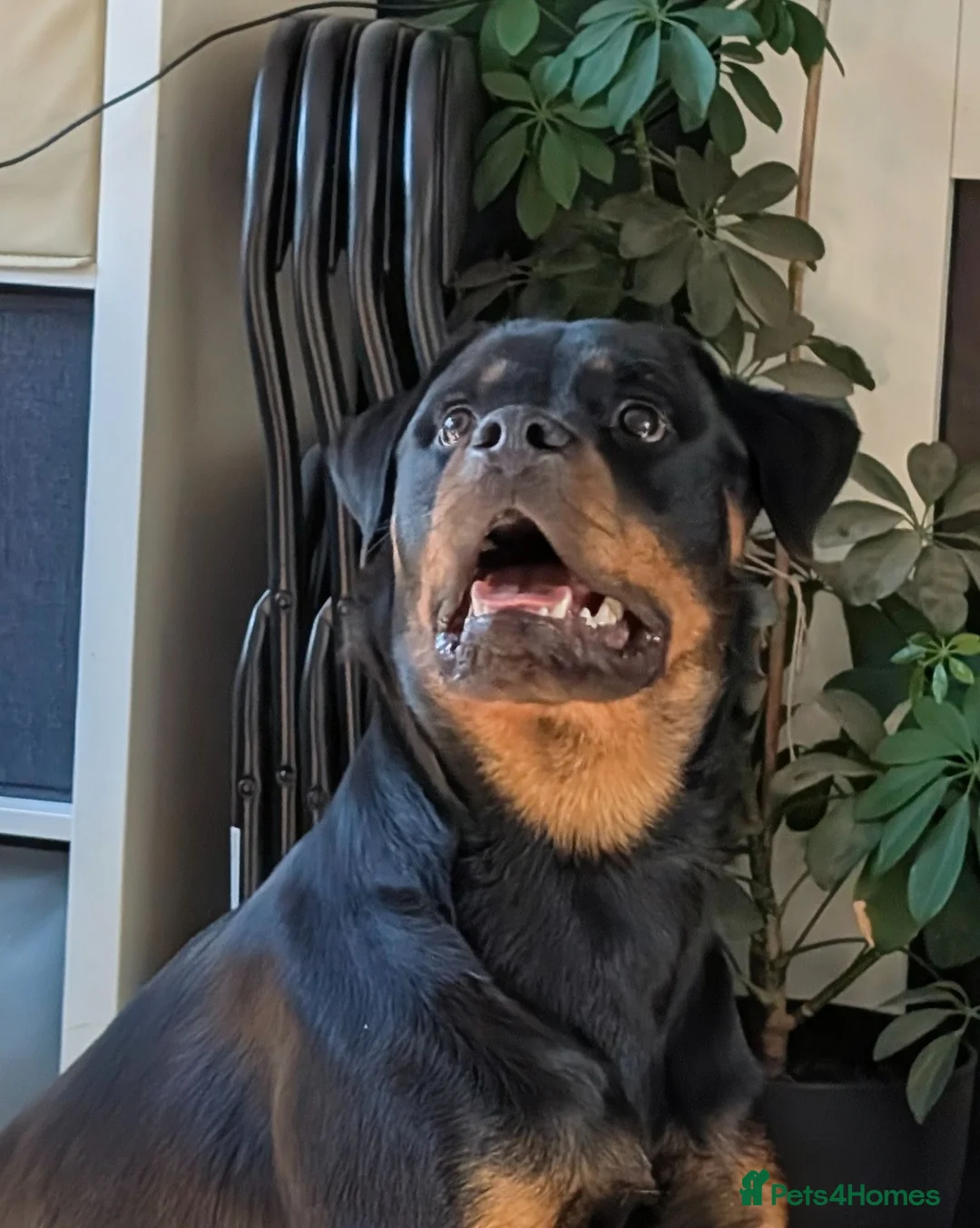 Rottweiler dogs for sale: Rottwieler 8 weeks microchiped  in Derby - Advert 1