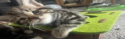 Bengal cats for sale: Maine Coon and Bengal cross kittens - Advert 12