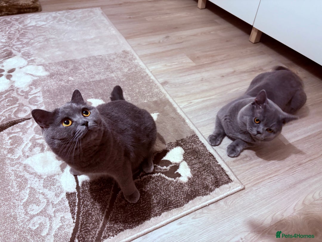 British Shorthair cats for sale: British shorthair kittens GCCF - Image 3