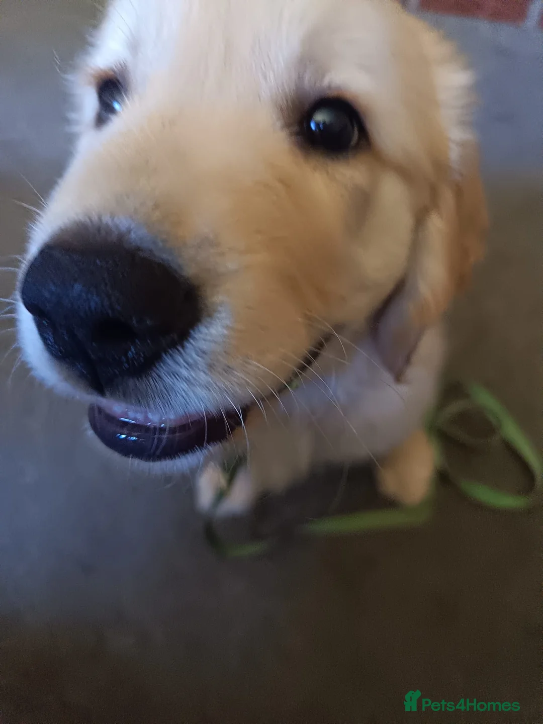 Golden Retriever dogs for sale: Golden Retriever Boy – 14 Weeks – KC Registered - Advert 2