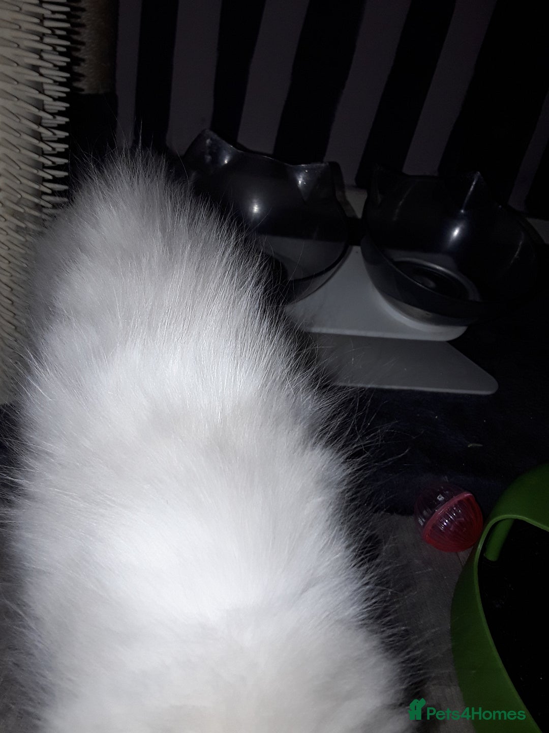 Ragdoll cats for sale: Stunning ragdolls - Advert 19