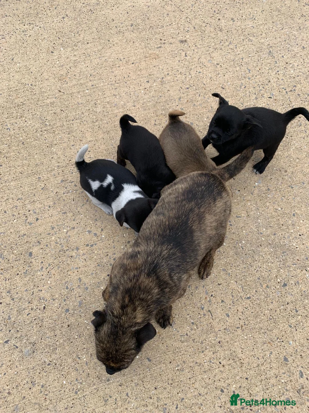 Jug dogs for sale: Jug puppies  in Corby - Advert 6