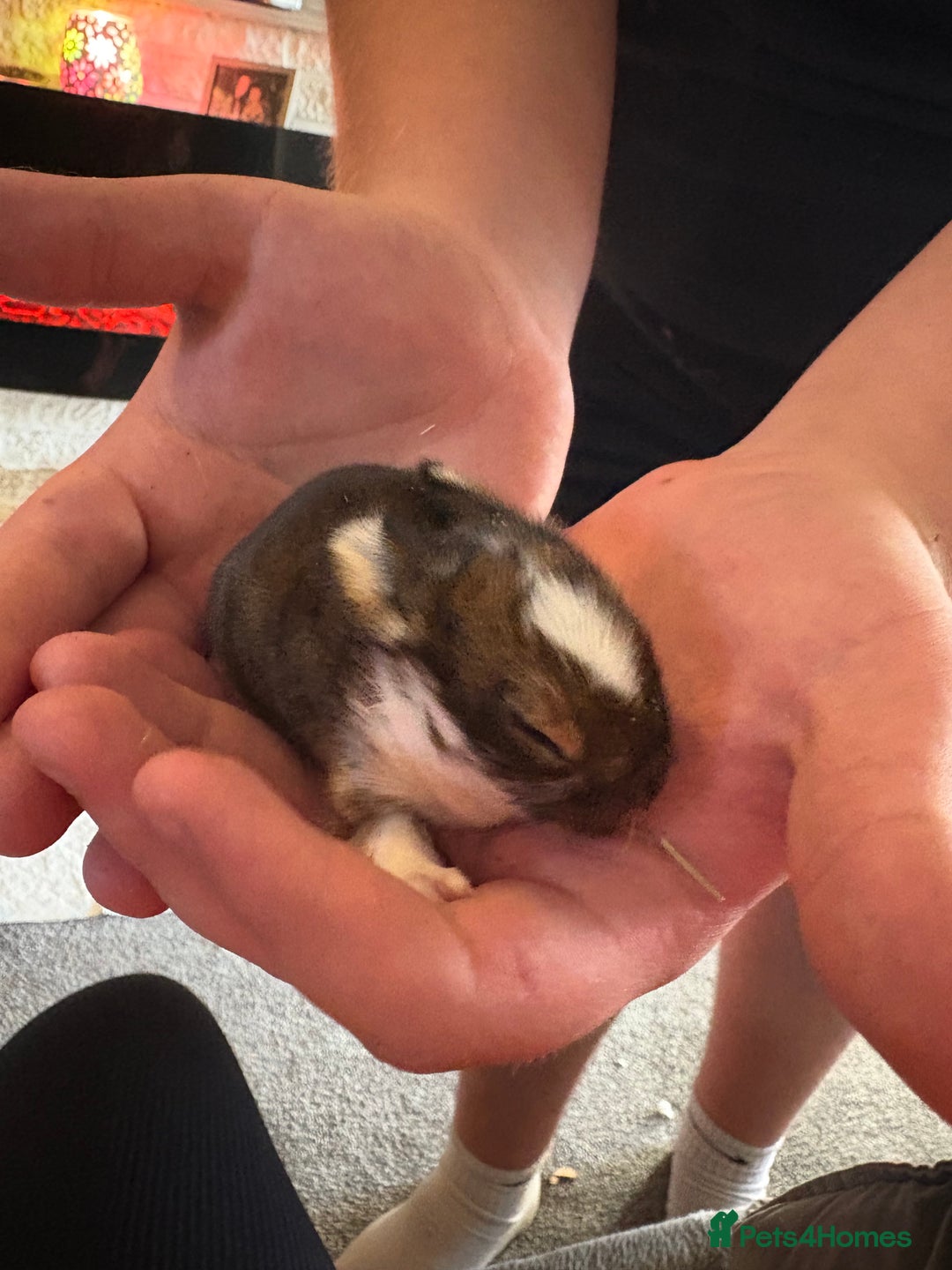 Mixed Breed rabbits for sale: Dwarf lion head/mini lop babies  - Advert 12