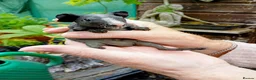 Guinea Pig rodents for sale: Baby skinny pigs - Advert 5
