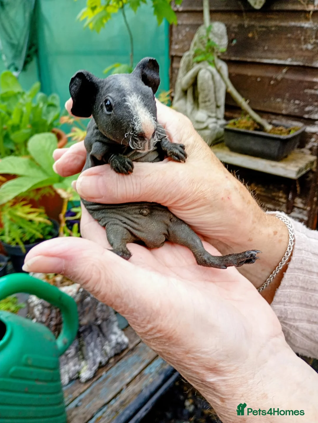 Guinea Pig rodents for sale: Baby skinny pigs - Advert 5