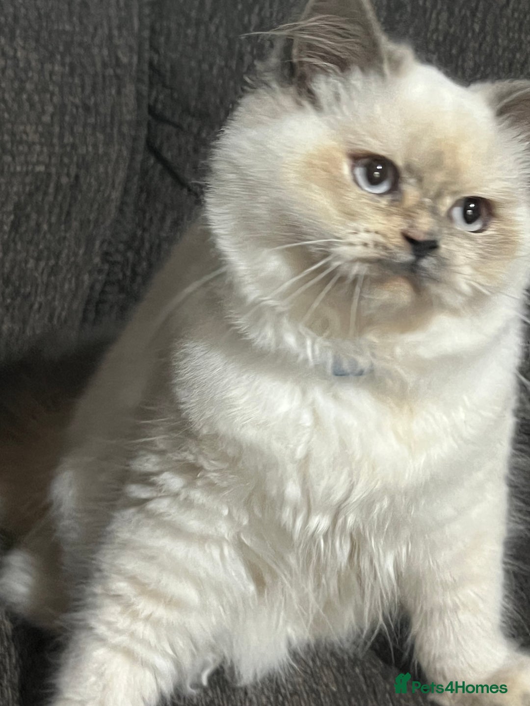 British Shorthair cats for sale: British Shorthair & British Longhair Kittens  - Image 7