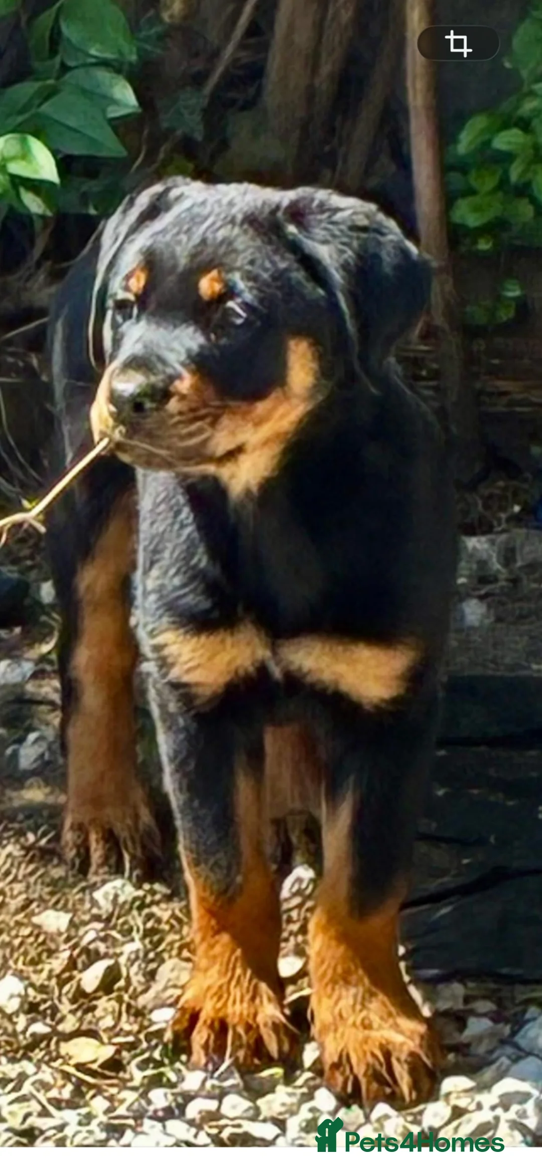 Rottweiler dogs for sale: Beautiful  Rottweiler looking forever loving home  - Advert 2