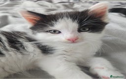 Mixed Breed cats for sale: 2 fluffy boys - Image 6