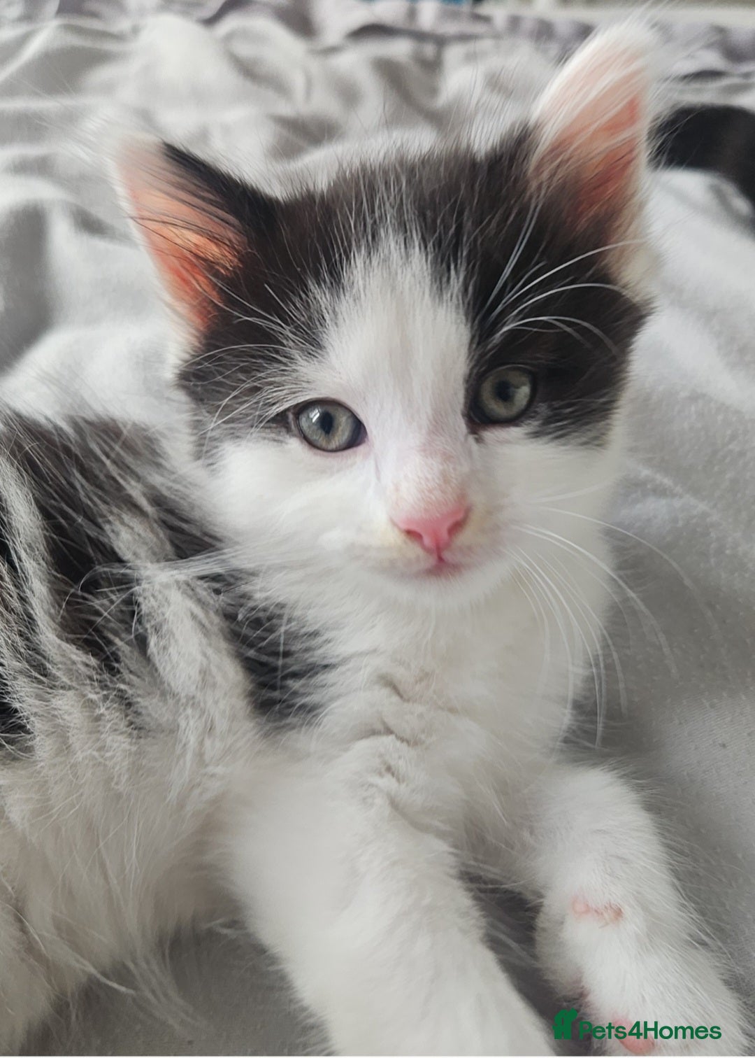 Mixed Breed cats for sale: 2 fluffy boys - Image 6