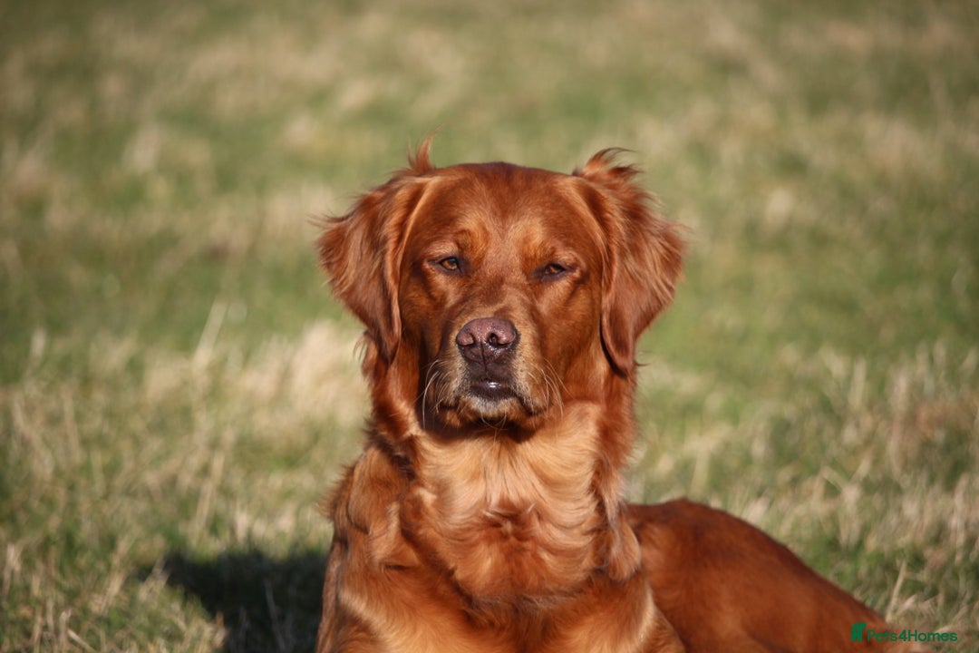 Golden Retriever dogs for sale: Dark Red Kc Registered Golden Retriever Puppies - Image 34