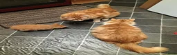 Mixed Breed cats for sale: Dog and hoover proof, fluffy little boy*ready now* - Advert 4