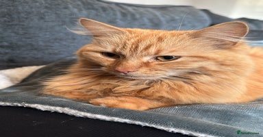 British Longhair cats - Advert 2