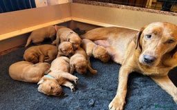 Labrador Retriever dogs for sale: Beautiful Fox Red Labrador Puppies – Family Raised - Image 1