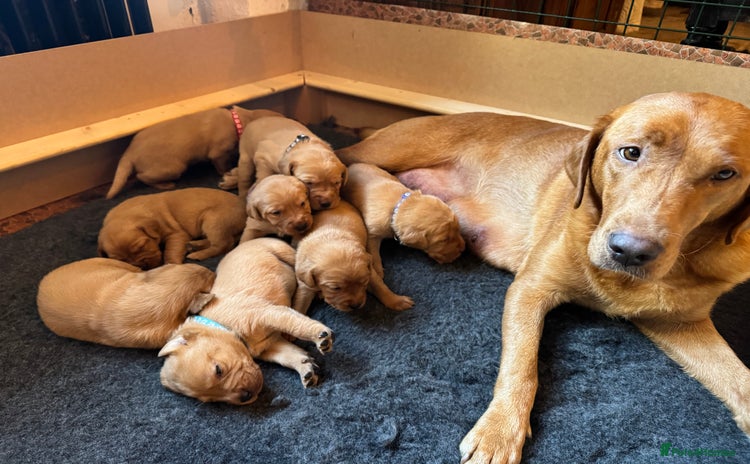 Labrador Retriever dogs - Advert 5