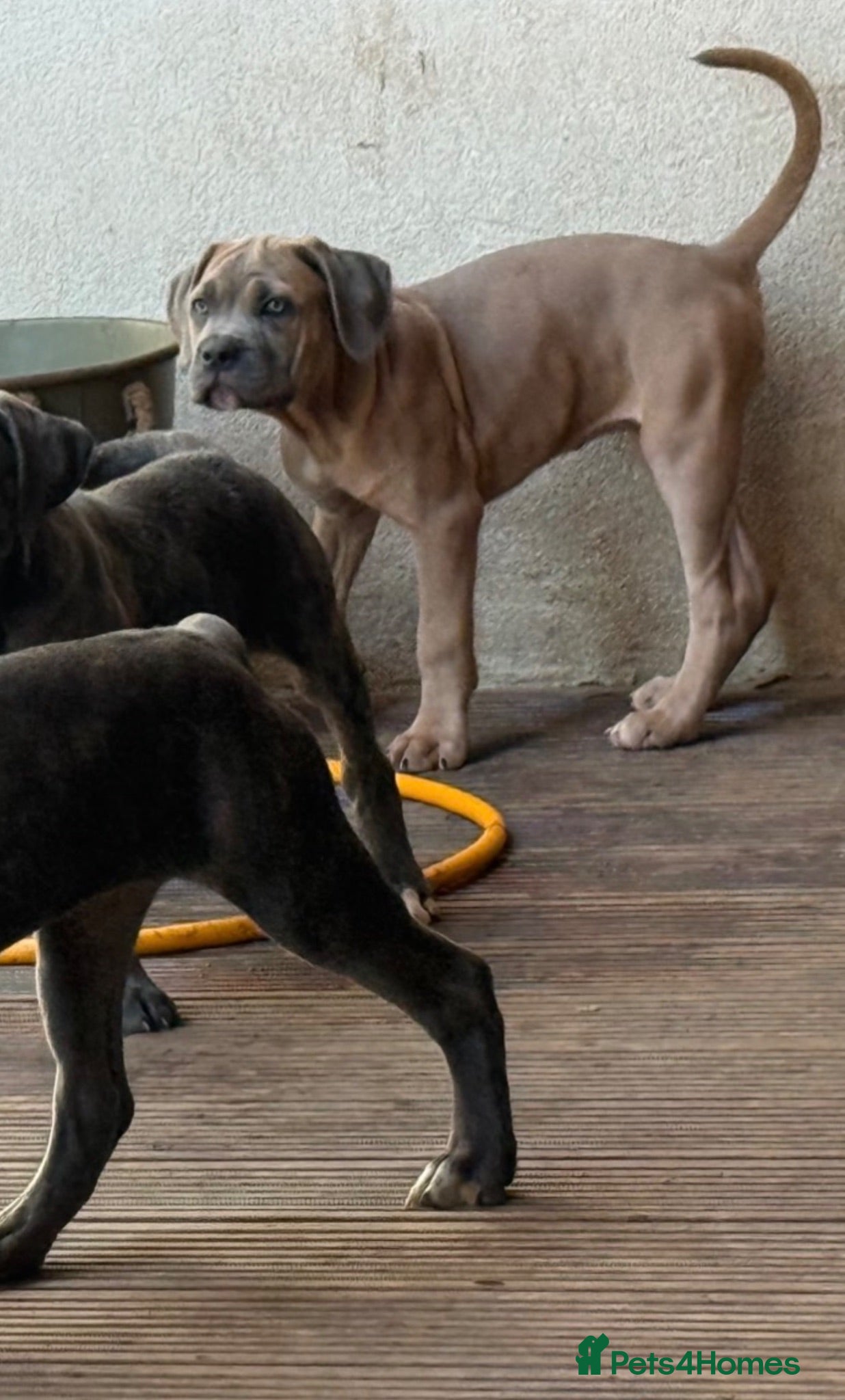 Cane Corso dogs Last stunning formentino girl left 😍 - Advert 1