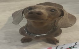 Miniature Dachshund dogs for sale: Loving 8 month boy Isabella KC Reg Mini Dachshund - Image 3