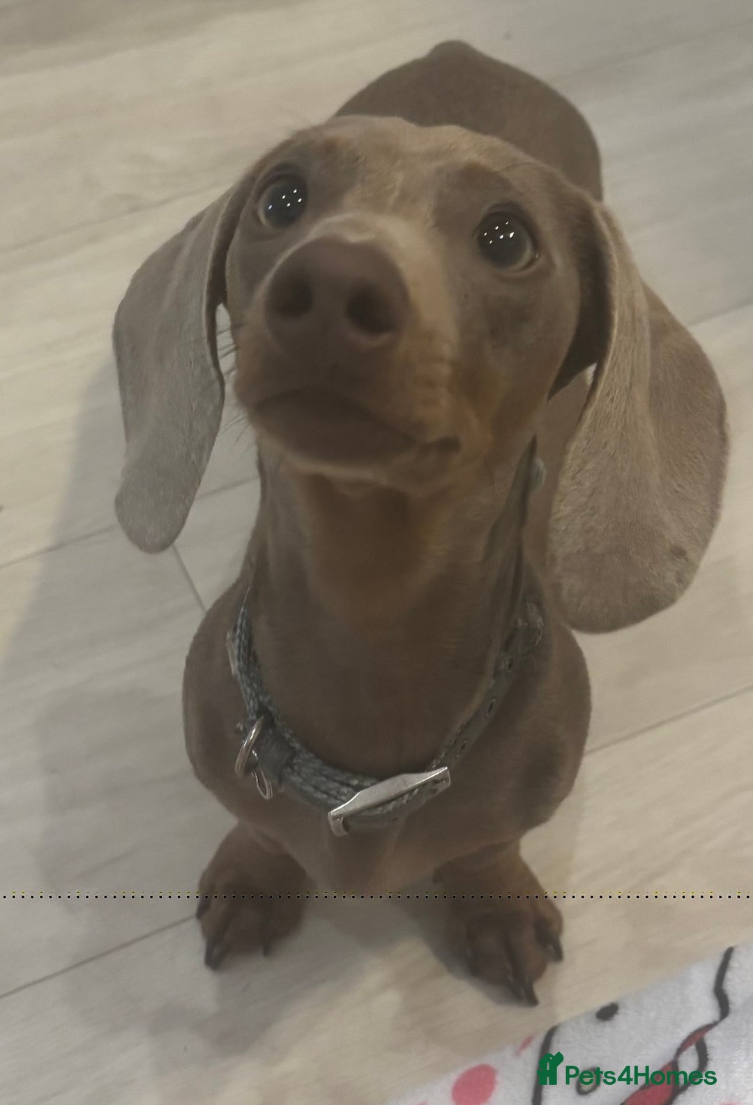 Miniature Dachshund dogs for sale: Loving 8 month boy Isabella KC Reg Mini Dachshund - Image 3