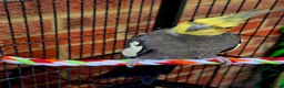 Cockatiels birds for sale: Cockatiel for sale in Trowbridge - Advert 2