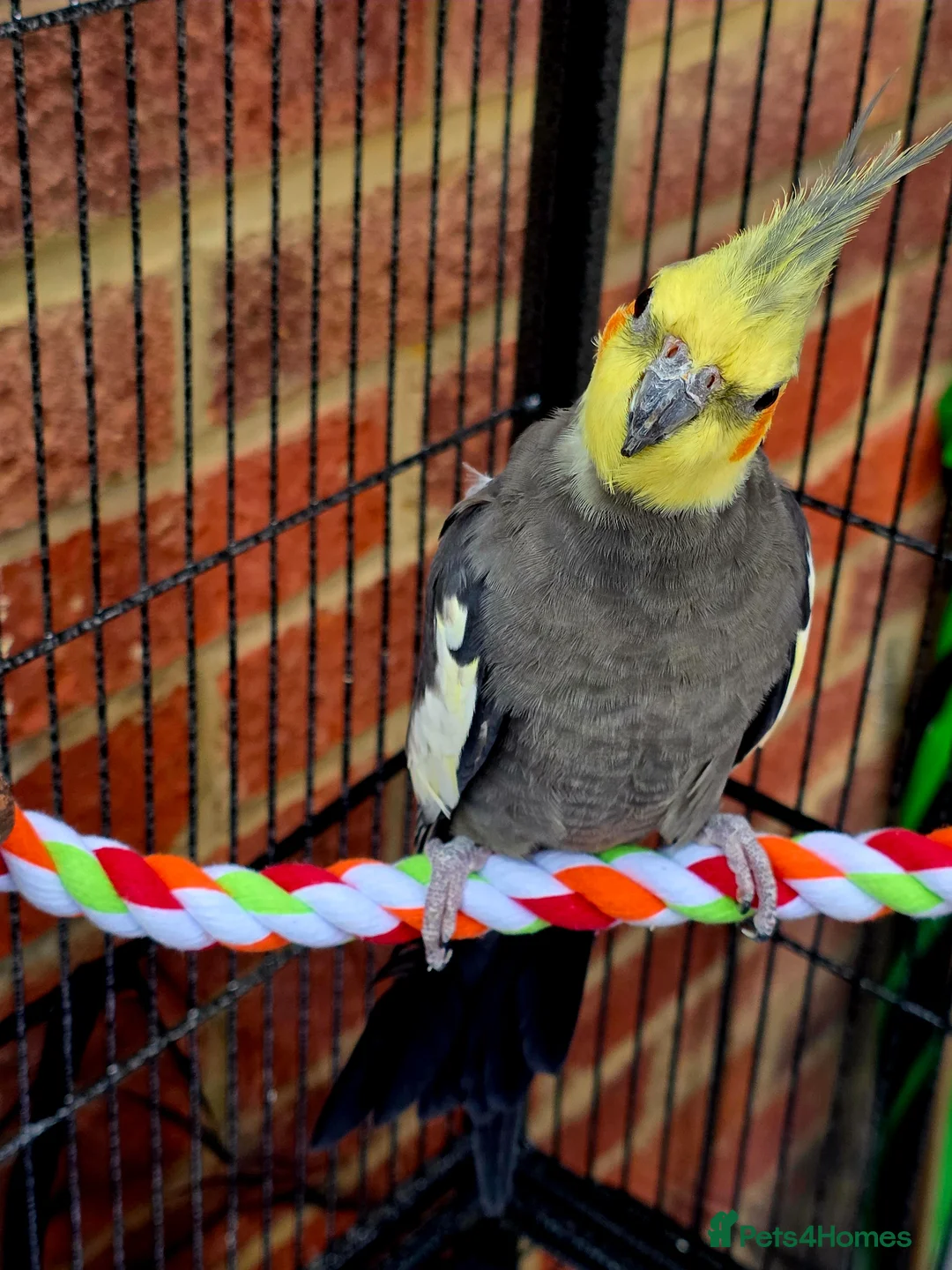 Cockatiels birds for sale: Cockatiel for sale in Trowbridge - Advert 2