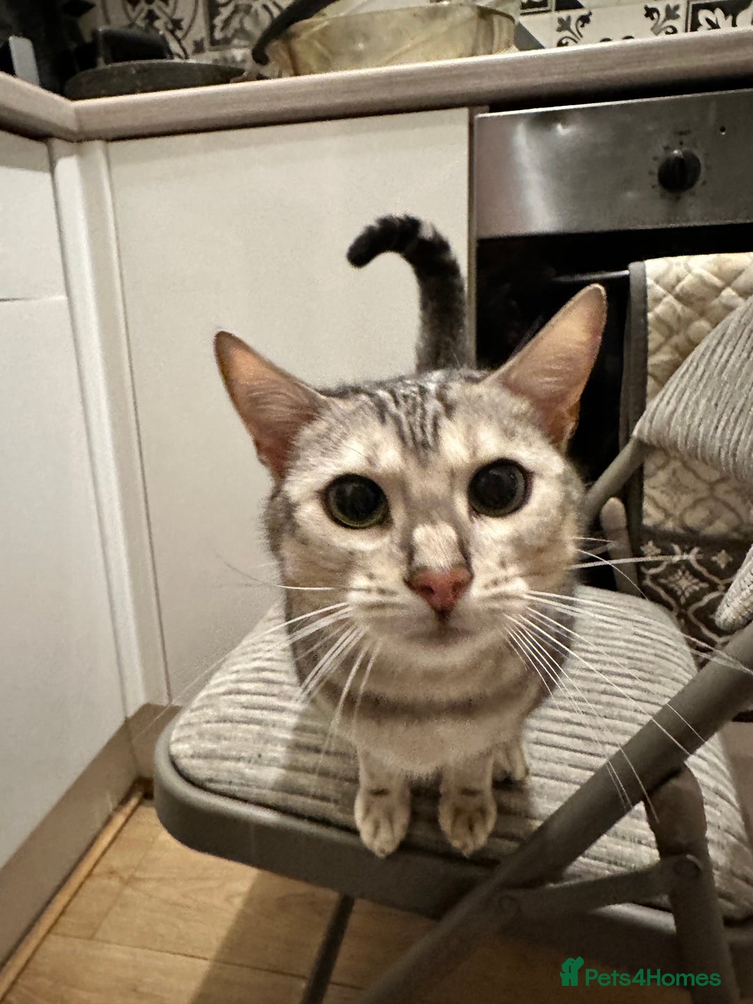 Bengal cats for sale: Full Bengal Female - Advert 4