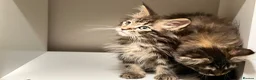 Maine Coon cats for sale: Pedigree Maine coons - Advert 7