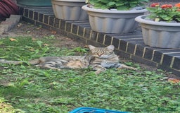 Mixed Breed cats for sale: Beautiful kittens for sale  - Image 11