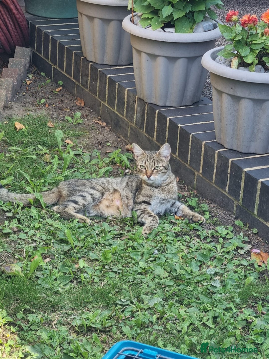 Mixed Breed cats for sale: Beautiful kittens for sale  - Image 11