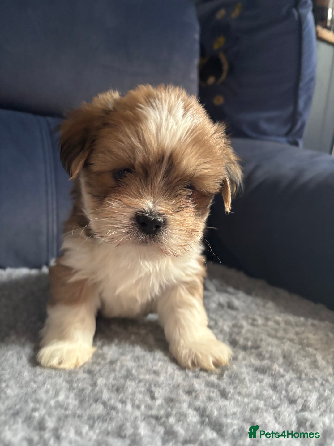 Lhasa Apso dogs for sale: Lhasa Apso Puppies – Tiny Tails, Big Hearts! - Image 13
