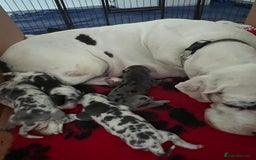 Great Dane dogs for sale: Purebred Great Dane Puppies – European Bloodline  - Image 16