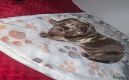 Dachshund dogs for sale: 5 beautiful daschund’s for sale  - Image 11