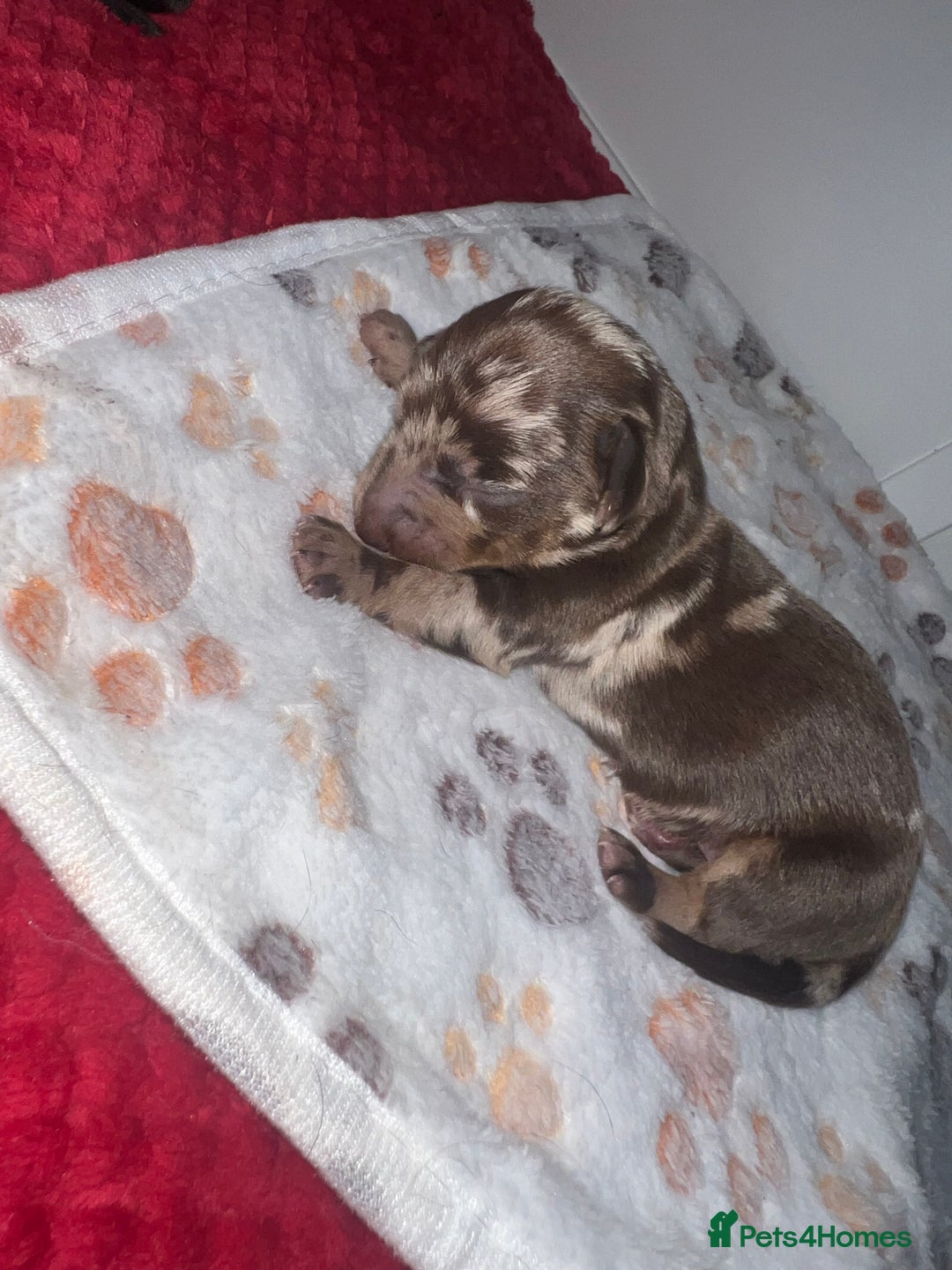 Dachshund dogs for sale: 5 beautiful daschund’s for sale  - Image 11