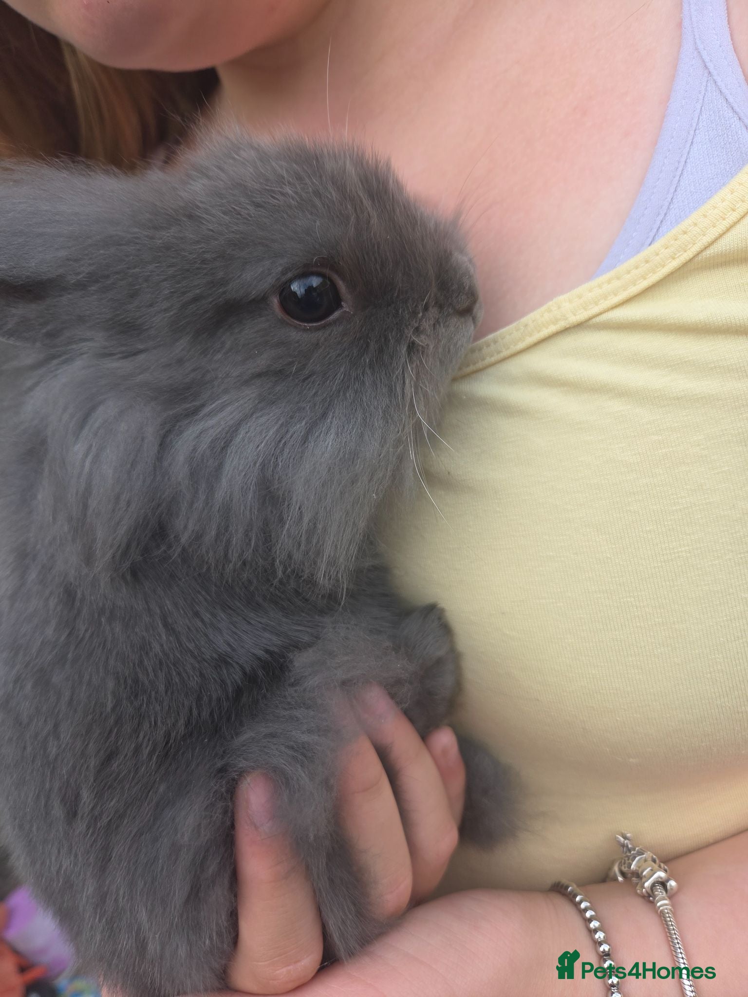 Mixed Breed rabbits 2 black, one grey boy looking for forever homes - Advert 21
