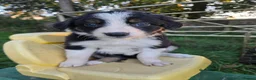 Border Collie dogs for sale: 8 Absolutely stunning Puppies Looking for new home in Montgomery - Advert 12
