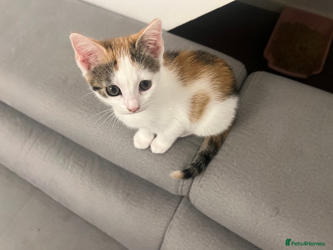 Mixed Breed cats for sale: Cute mixed Bengal kittens  - Advert 7