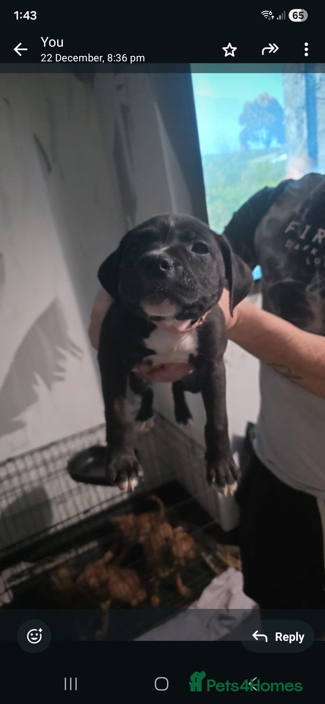 Staffordshire Bull Terrier dogs for sale: 8 week old Female staffy for sale  - Advert 4