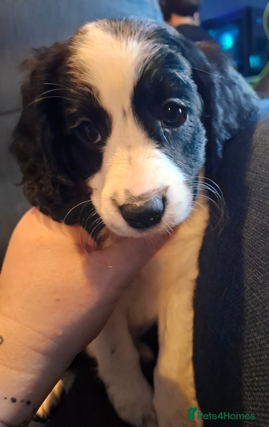 Cockapoo dogs for sale: Stunning F1B Toy Cockapoos Health Tested - Advert 11