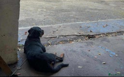 Rottweiler dogs for sale: Rottweiler 10 month old - Image 7