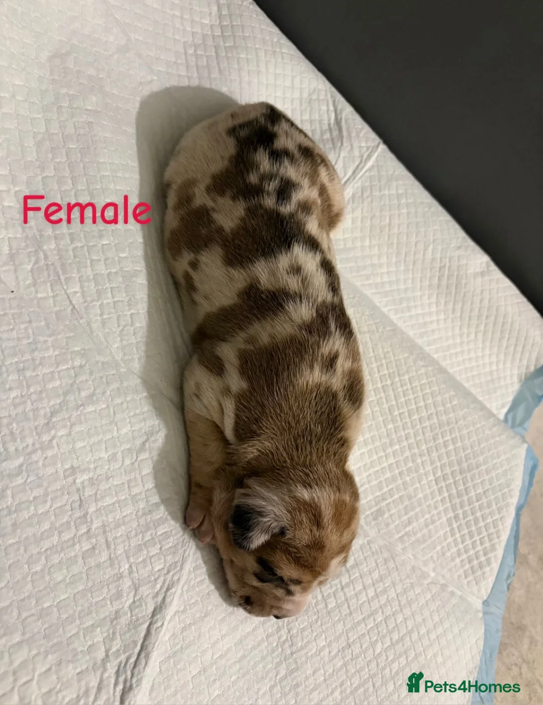 Mixed Breed dogs for sale: Stunning litter of 7 Presa Canario X Bandog - Advert 25