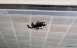 Frog reptiles for sale: Baby Amazon milk frogs  - Image 3